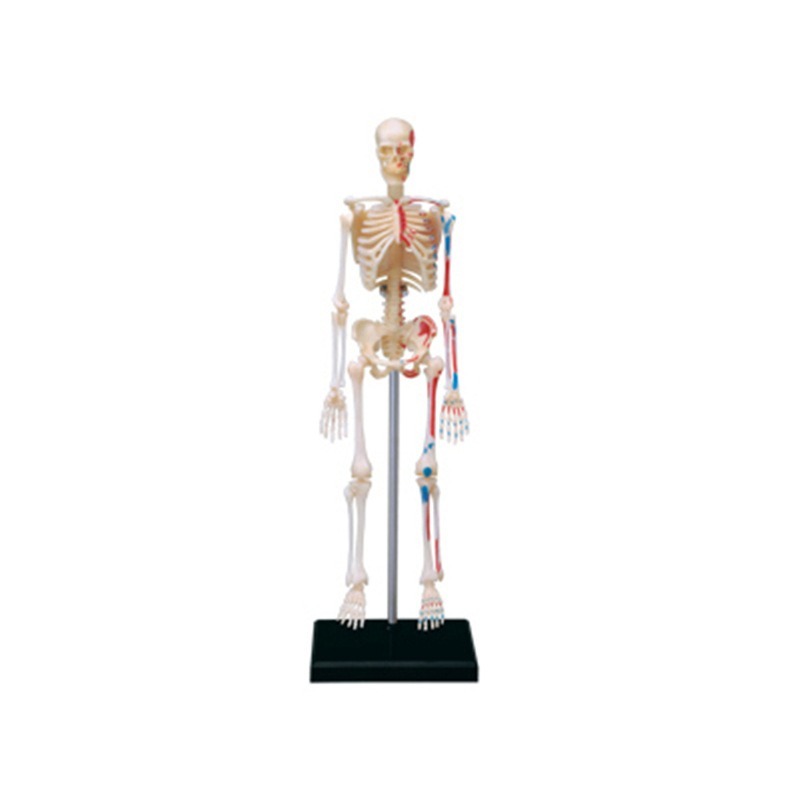 4d Menschliches Vollskelett An – Medical Lab Technology Bewertung und Preis
